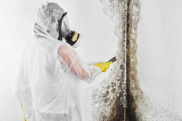 Best Residential Mold Removal  in Cordova, AL