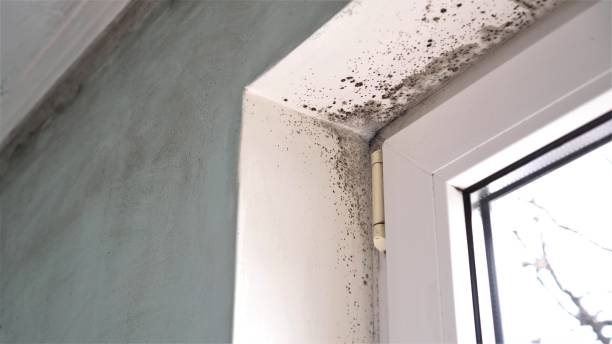 Certified Mold Removal in Cordova, AL