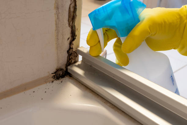 Best Black Mold Removal  in Cordova, AL