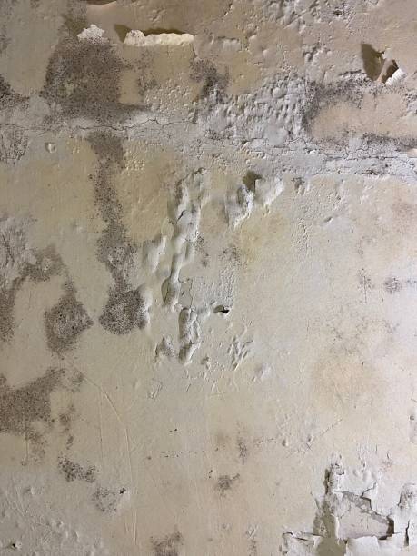 Professional Mold Removal in Cordova, AL