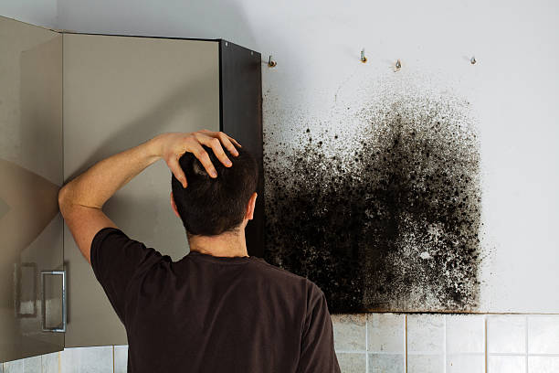 Best Mold Removal Company Near Me  in Cordova, AL