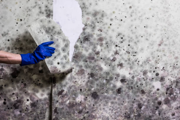 Best Mold Testing  in Cordova, AL